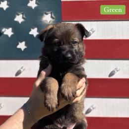 Green Sable Male - Sable male German Shepherd puppy in Louisville, Kentucky from Barrage K9