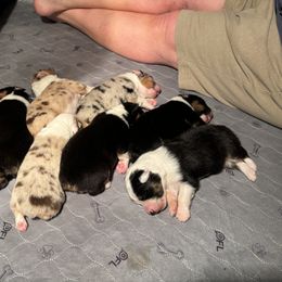 Australian Shepherd puppies from Crofton Australian Shepherds
