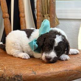 Aqua - Brown and white male Bernedoodle puppy in Curtice, Ohio from The Pink Doghouse