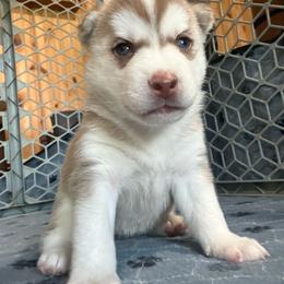 Honor - Sable and white female Siberian Husky puppy in Avoca, Michigan from Repurposed Paradise Farm