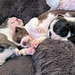 Boston Terriers from Selma's Boston Terriers