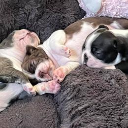 Boston Terriers from Selma's Boston Terriers