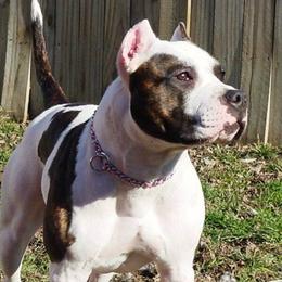 Indie - American Pit Bull Terrier