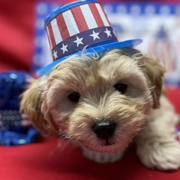 Boy 1 - Aussiedoodle puppy in Leitchfield, Kentucky from Salt River Kennels