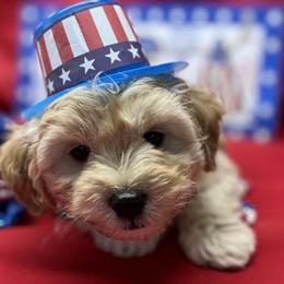 Boy 1 - Aussiedoodle puppy in Leitchfield, Kentucky from Salt River Kennels