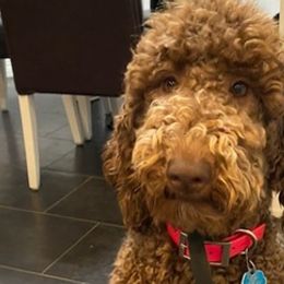 Bernedoodles, Goldendoodles, and Poodles from Sterling Star Doodles