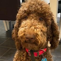 Bernedoodles, Goldendoodles, and Poodles from Sterling Star Doodles