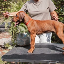Rhodesian Ridgeback Puppies from African Legends Rhodesian Ridgebacks
