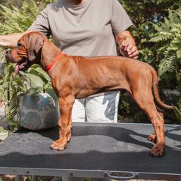 Rhodesian Ridgeback Puppies from African Legends Rhodesian Ridgebacks