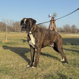 Boone - Boxer