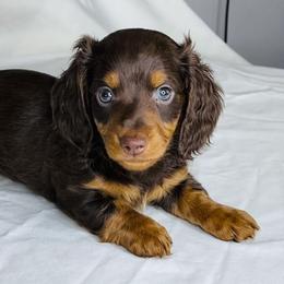 Dachshund Puppies from Meldox