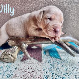 Boy 1 - Yellow male Catahoula Leopard Dog puppy in Washington from Coweeman Catahoulas