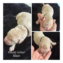 Black - Light golden male Golden Retriever puppy in Groveland, Florida from Daisy Lynn Goldens