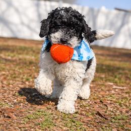 Buzz - Parti male Poodle puppy in Corinth, Mississippi from SnickerDoodlePups