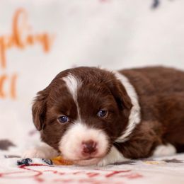 Red Female - Red female Australian Shepherd puppy in Buckeye, Arizona from Wranglin Aussies