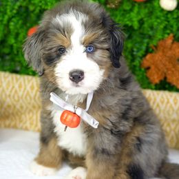 Graham - Merle male Goldendoodle puppy in Brandon, Florida from Murphys Doodles