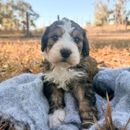 Denali - Sable male Bernedoodle puppy in Fort Meade, Florida from Baldwin Dood Ranch
