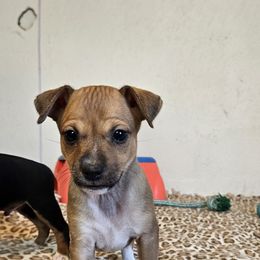 Boy 1 - Red white and sable male Rat Terrier puppy in Apple Valley, California from Dynamite Rat Terriers