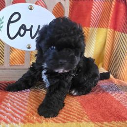 Thor - Black and white male Schnoodle puppy in Novinger, Missouri from Stormi Sky Schnoodles