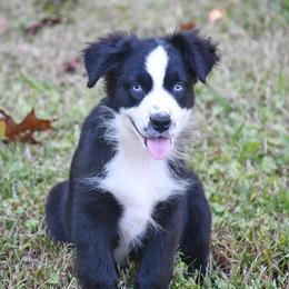 Boone - Black & white male Miniature Australian Shepherd puppy in Patterson, North Carolina from DreamLine Aussies