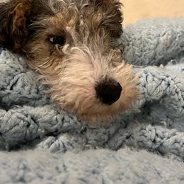 Wire Fox Terrier Puppies from Bluegrass Wyre