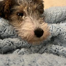 Wire Fox Terrier Puppies from Bluegrass Wyre