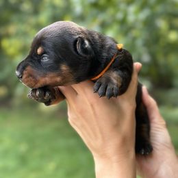 Black girl - orange color - Black and rust female Doberman Pinscher puppy in Old Bridge, New Jersey from Wizard Ost Revolution kennel