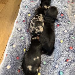 Dachshund Puppies from Little Doxie Farm