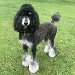 Minnie - Poodle