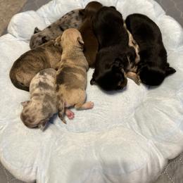 Chihuahua Puppies from Fiddlefigg Chihuahuas