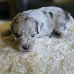 Sterling - Blue merle male Miniature Australian Shepherd puppy in Paris, Texas from Blue Envy Mini Aussies