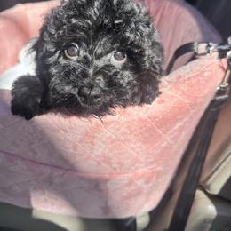 Holly - Tri-color female Yorkipoo puppy in Apple Valley, California from Boujeepups