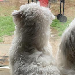 Morkies from Loveable Litters