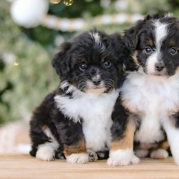 Aussiedoodles and Labradoodles from Doodles & Co