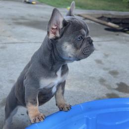 French Bulldog Puppies from Frenchies That...