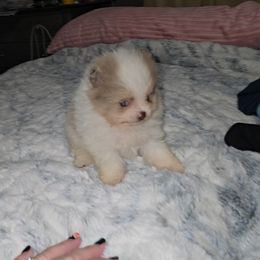 Jasmine - Tri-colored female Pomeranian puppy in Angleton, Texas from Pomeranian Palace, LLC