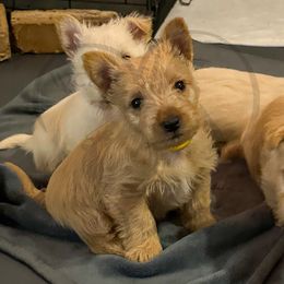 Scottish Terrier Puppies from Rocket's West Texas Scottish Terriers (WTX ST)