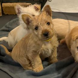 Scottish Terrier Puppies from Rocket's West Texas Scottish Terriers (WTX ST)
