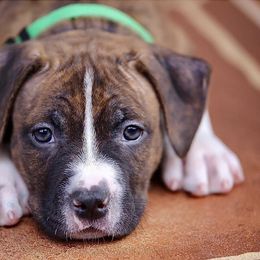 American Staffordshire Terrier Puppies from Liberty Am Staffs