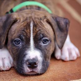 American Staffordshire Terrier Puppies from Liberty Am Staffs