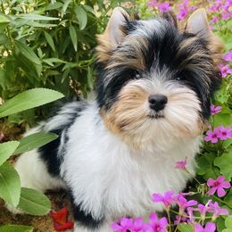 Azriel AKC Champion Sired Charting 4.5 pounds - Black tan and white male Biewer Terrier puppy in Iva, South Carolina from Petit Bijou