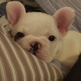 French Bulldogs from Bells Frenchies