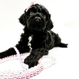 Trinity 🐶🐾🤍 - Cockapoo puppy from Parti Puppies
