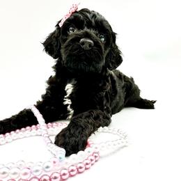 Trinity 🐶🐾🤍 - Cockapoo puppy from Parti Puppies