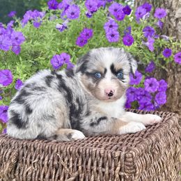 Strait - Blue merle male Australian Shepherd puppy in Harmony, North Carolina from Fox Aussies