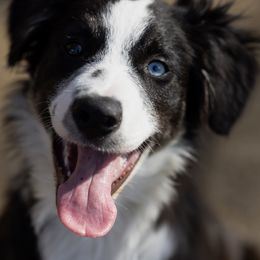 Border Collie Puppies from Bond Border Collies