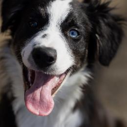 Border Collie Puppies from Bond Border Collies