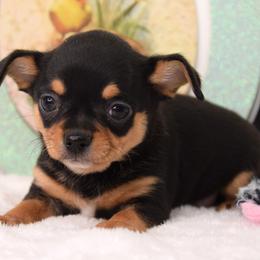 Opie - Black and tan male Chihuahua puppy in Clinton, Missouri from RockyTop Hearts