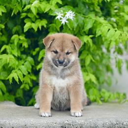 Pomeranian and Shiba Inu Puppies from Bright Ray