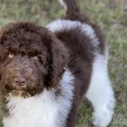 Kiwi - Labradoodle puppy in Cleburne, Texas from Sugar Fig Kennel